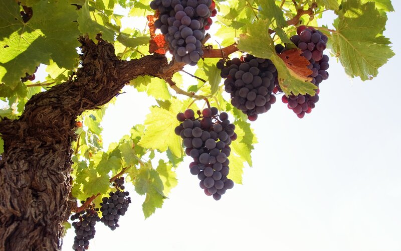 Grape Clusters on Vine — Green, Serene, Afternoon, Photograph, Leaves, Sunlight, Purple, Brown