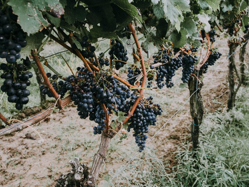 Grape Clusters on Vine — Green, Serene, Afternoon, Photograph, Vineyard