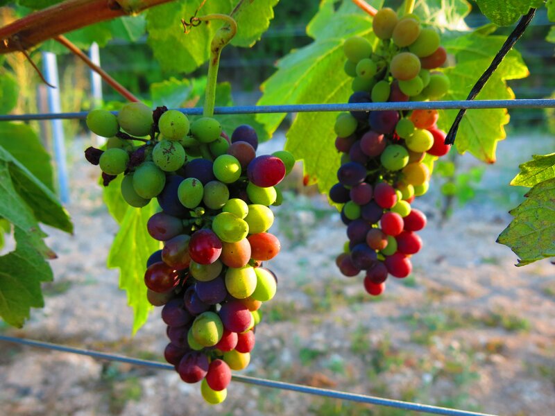 Grape Clusters on Vine — Green, Serene, Afternoon