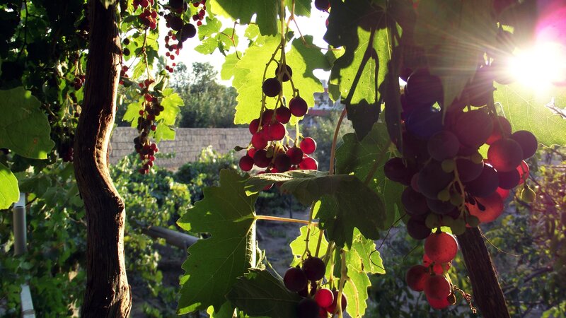 Grape Clusters on Vine — Green, Serene, Sunset, Photograph