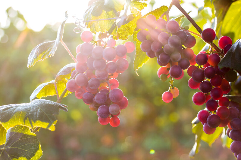 Grape Clusters on Vine — Green, Serene, Sunset