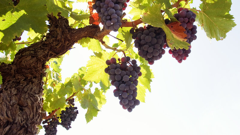 Grape Clusters on Vine — Green, Serene