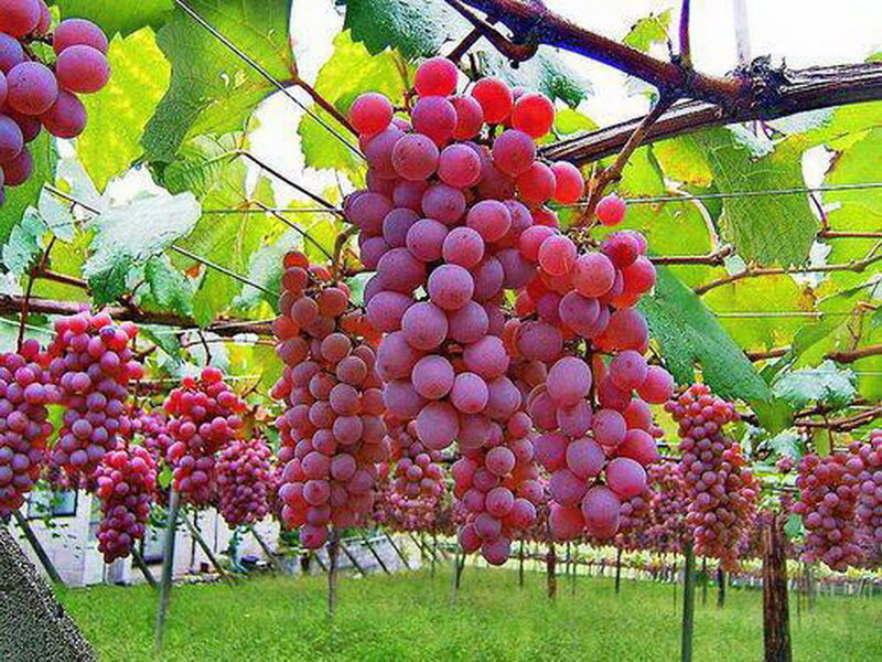 Grape Clusters on Vine — Purple, Natural, Afternoon