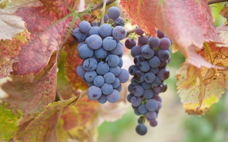 Grape Clusters on Vine — Purple, Natural, Autumn, Photograph