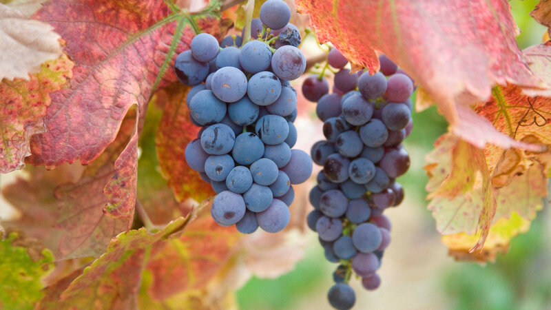 Grape Clusters on Vine — Purple, Natural