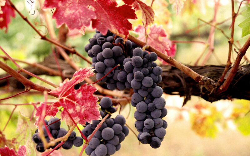 Grape Clusters on Vine — Purple