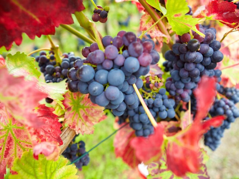 Grape Clusters on Vine — Red, Natural