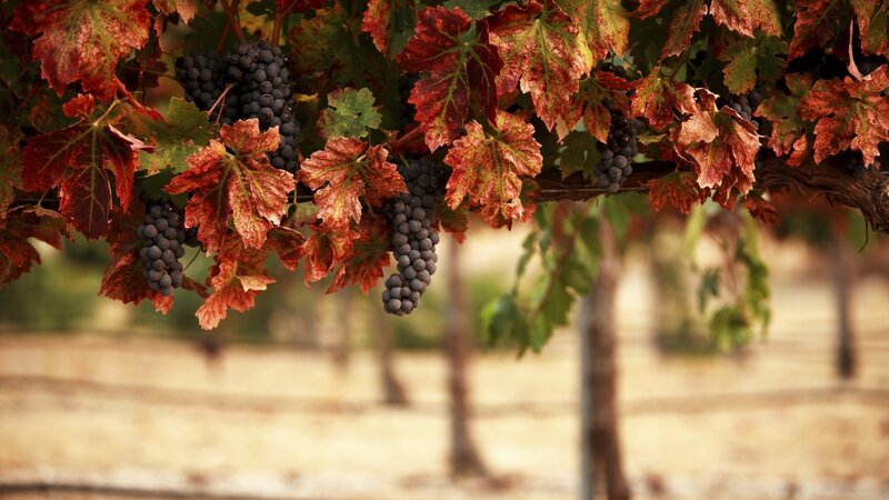 Grape Clusters on Vine — Red, Serene, Autumn, Photograph, Leaves
