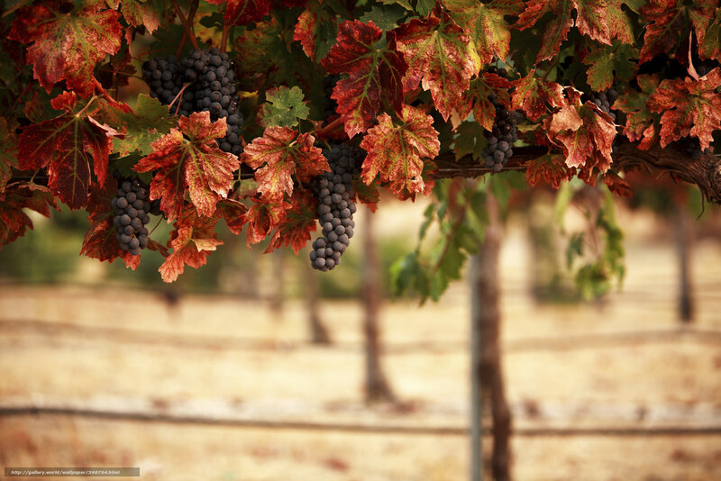 Grape Clusters on Vine — Red, Serene, Autumn, Photograph