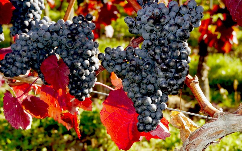Grape Clusters on Vine — Red, Serene, Autumn