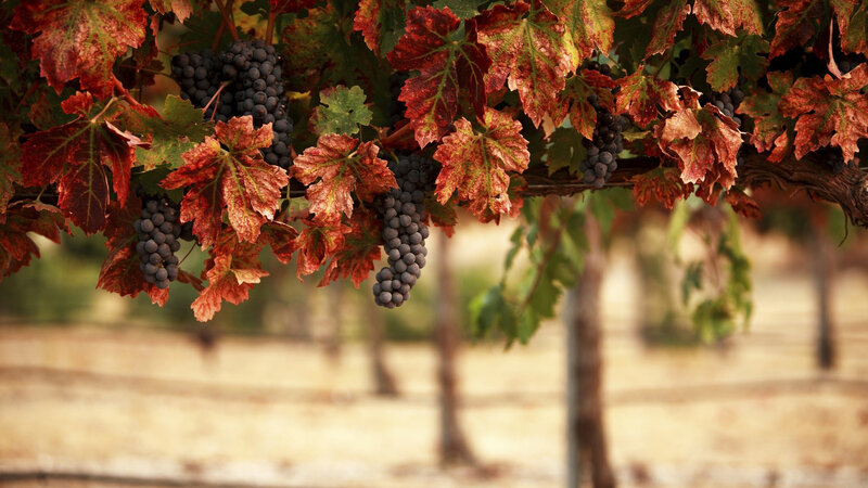Grape Clusters on Vine — Red, Serene