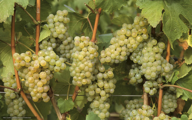 grape clusters on vine
