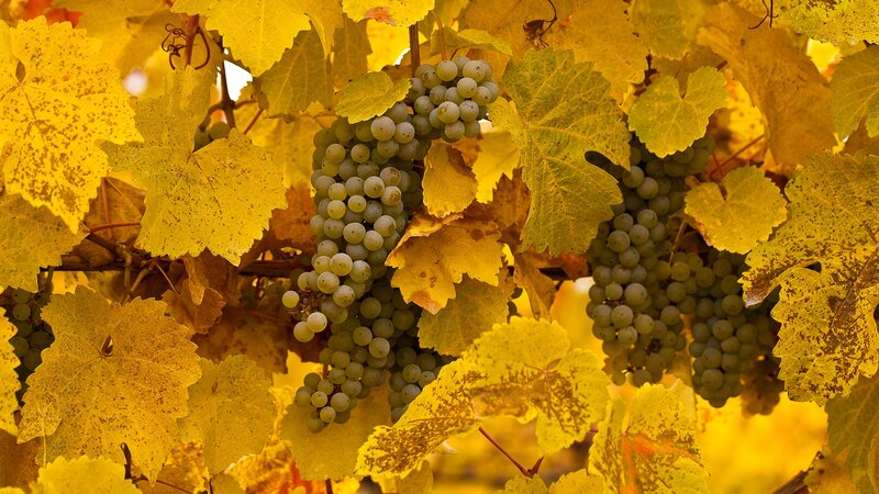 Grape Clusters on Vine — Yellow, Serene