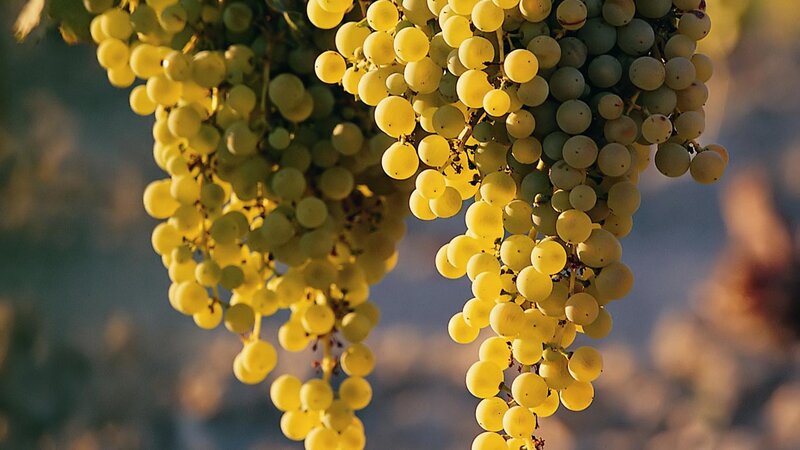 Grape Clusters on Vine — Yellow