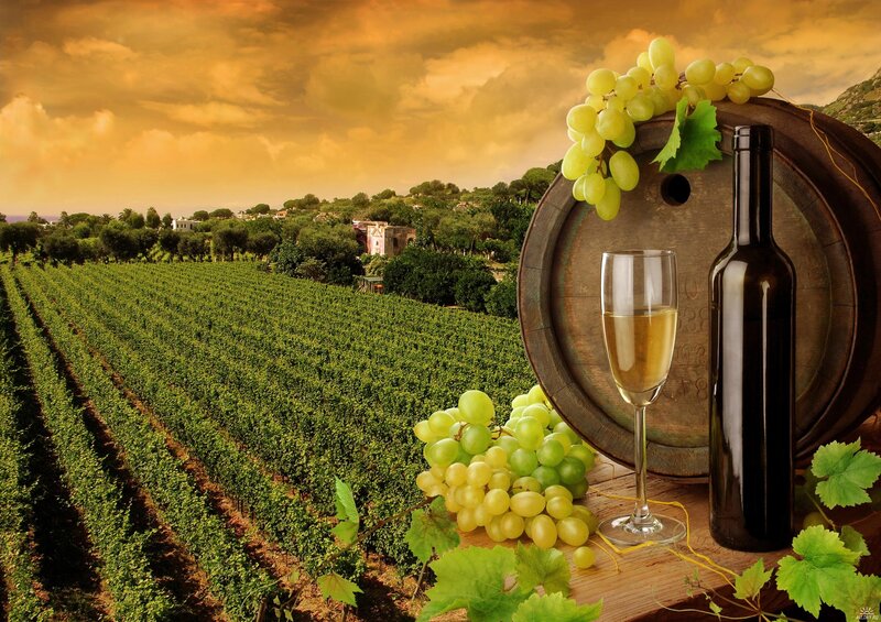 Grape Harvest Scene