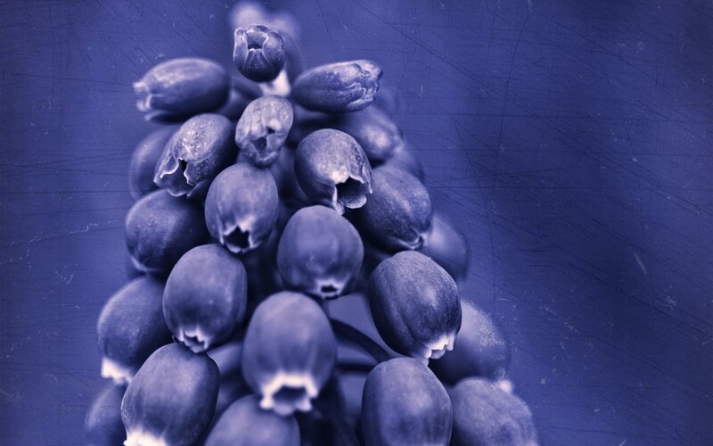 Grape Hyacinth Flower