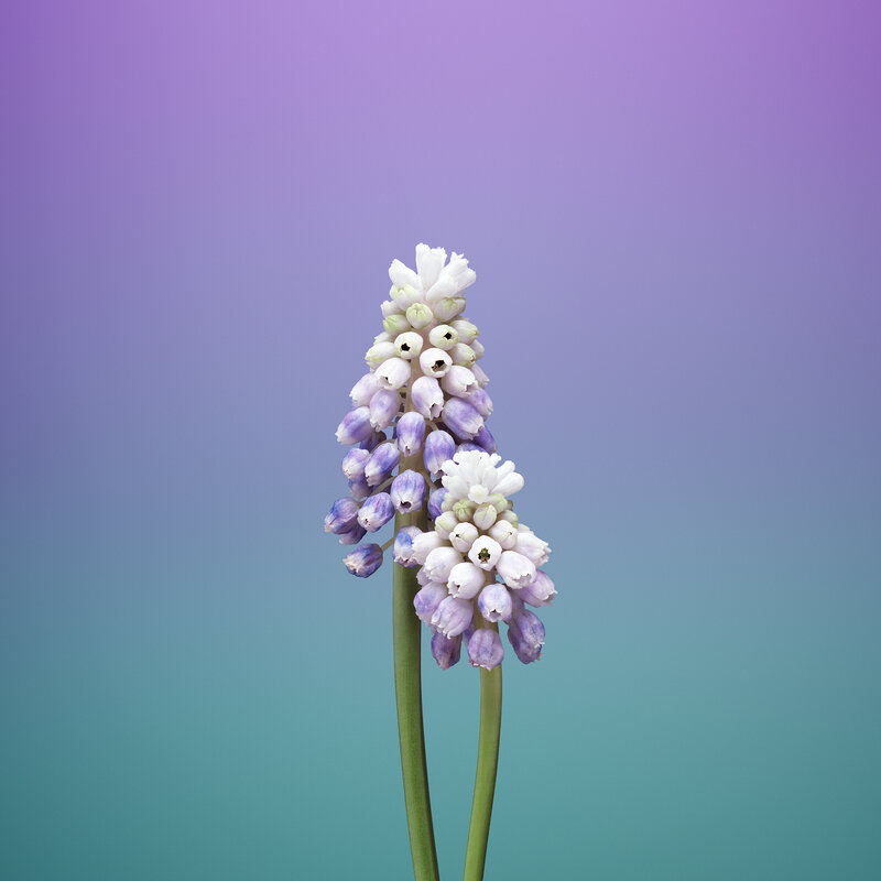 Grape Hyacinth Flowers — Purple