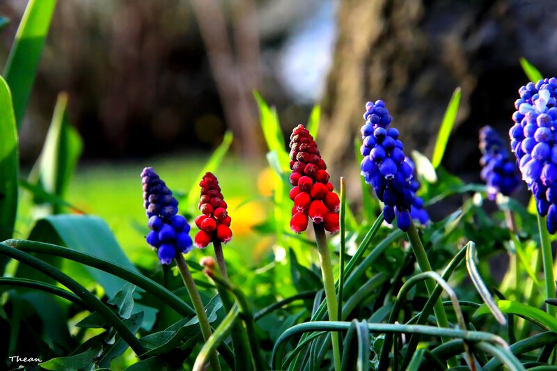 Grape Hyacinth Flowers