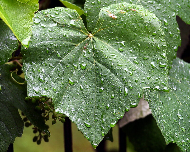 Grape Leaf with Water Droplets