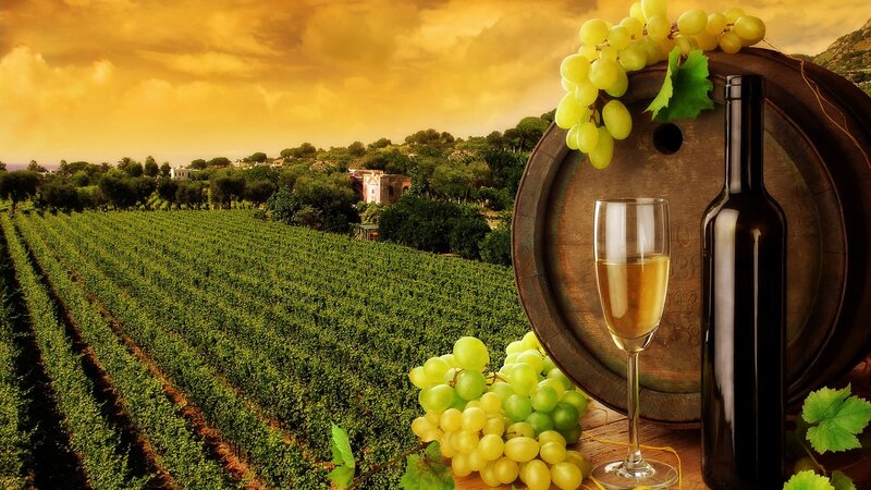 Grape Vineyard Landscape
