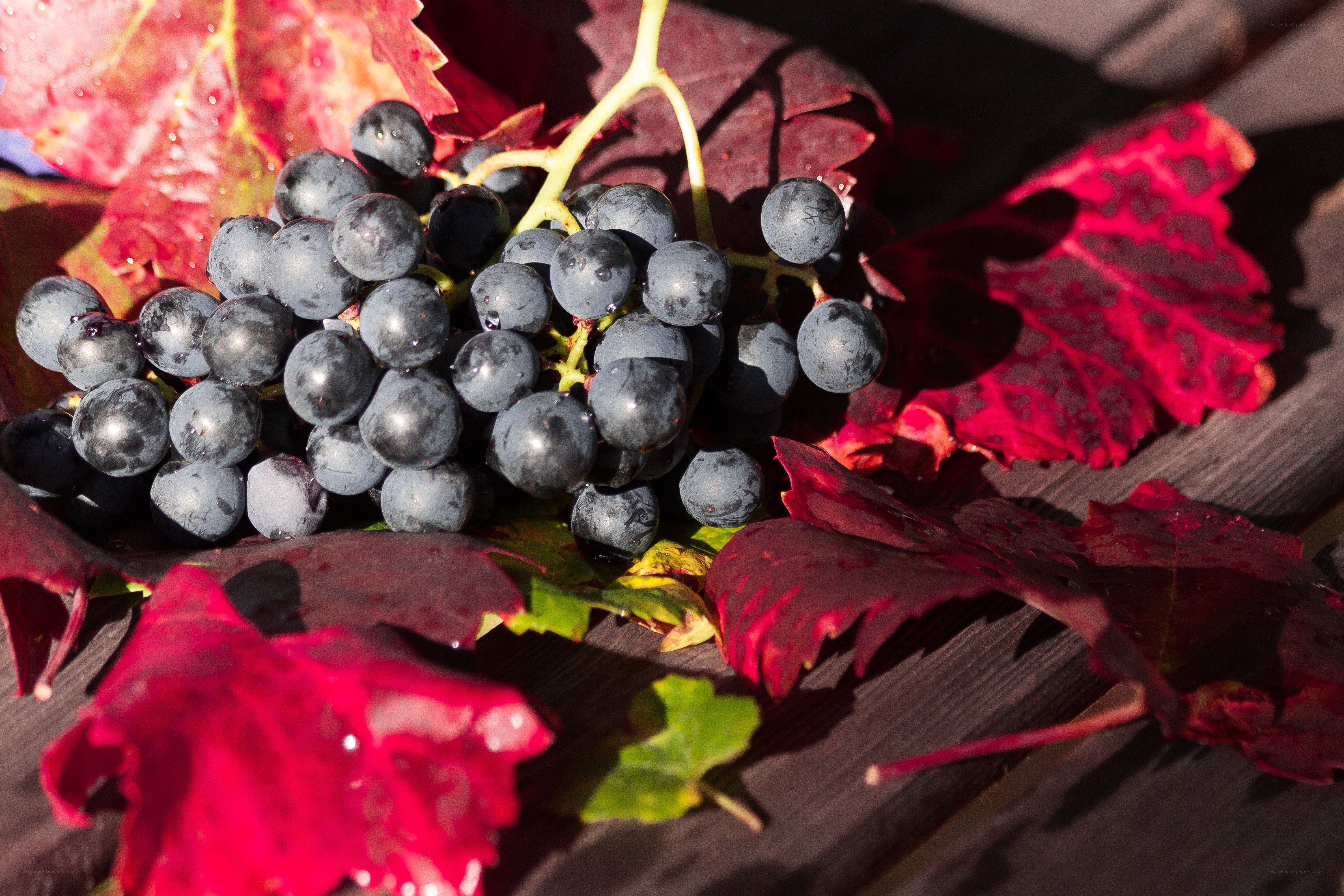 grapes and autumn leaves