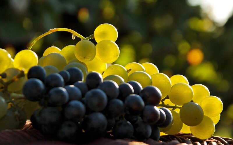 Grapes in a Basket — Yellow, Serene