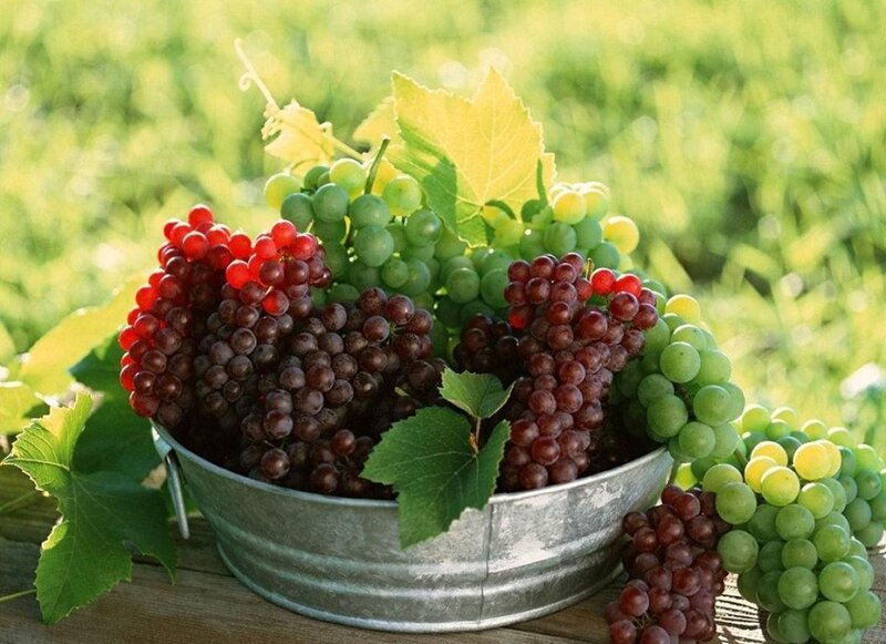 Grapes in a Bucket