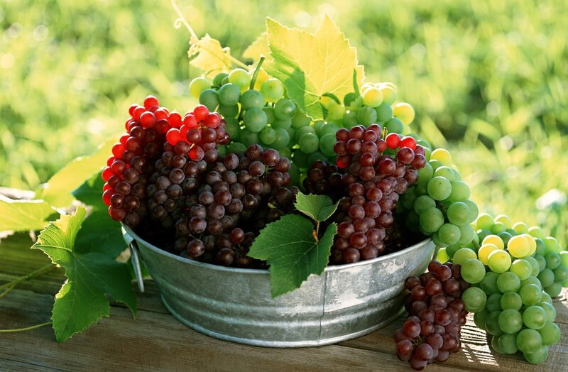 grapes in a metal bucket