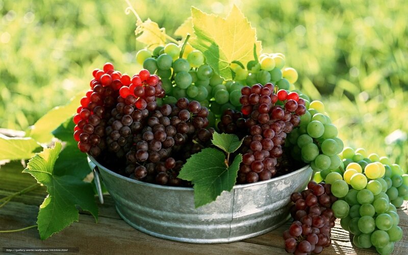 grapes in a metal bucket