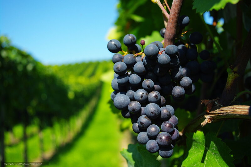 grapes in a vineyard