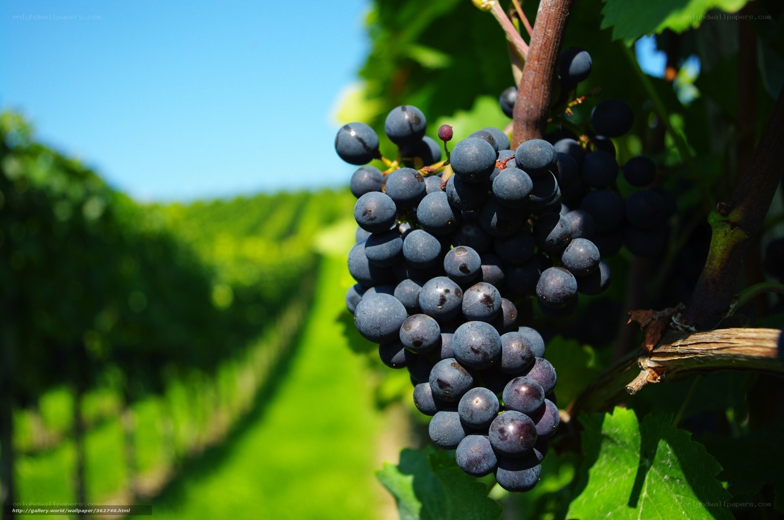 grapes in a vineyard