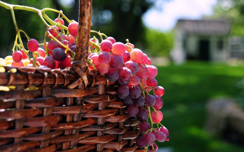 grapes in a wicker basket