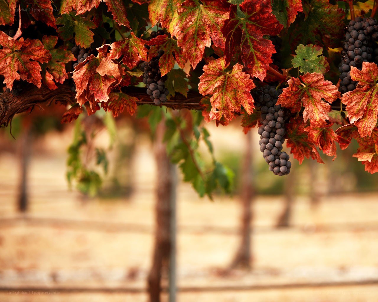 grapes in autumn colors
