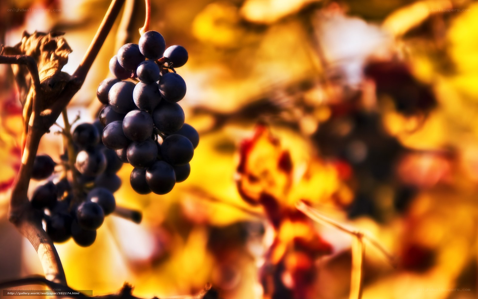 grapes in autumn light