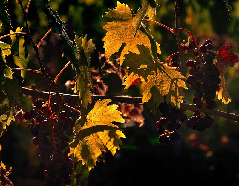grapes in autumn sunlight