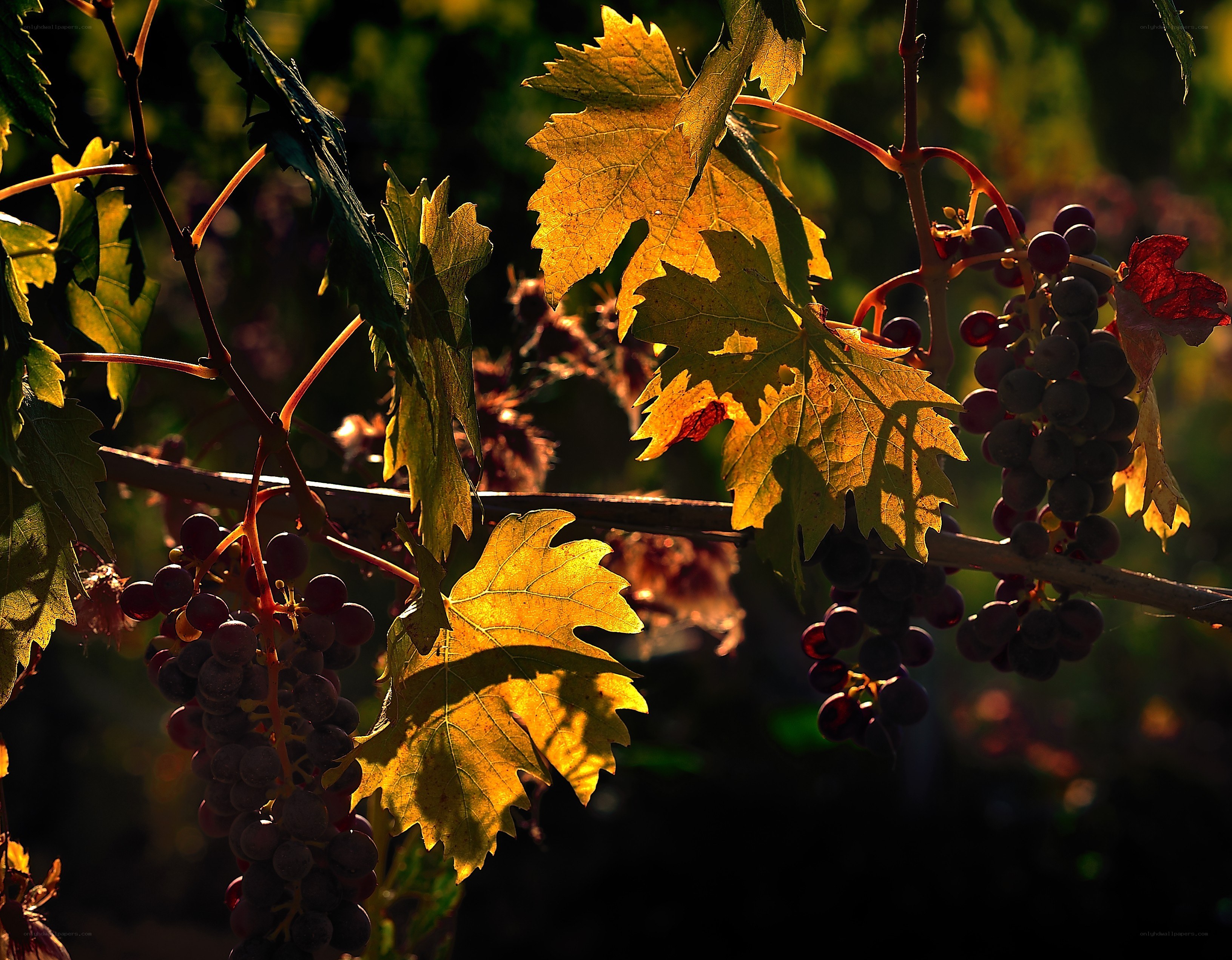 grapes in autumn sunlight