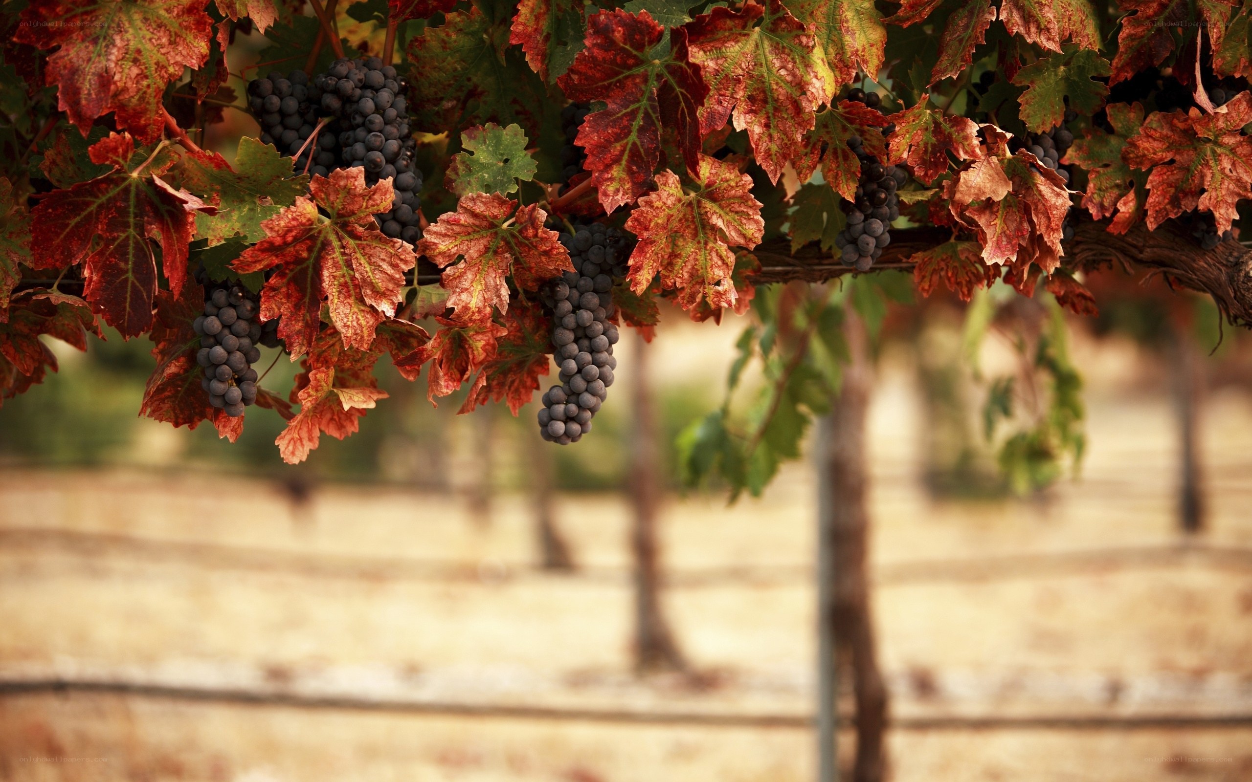 grapes in autumn vineyard