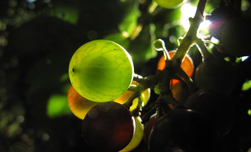 grapes in sunlight