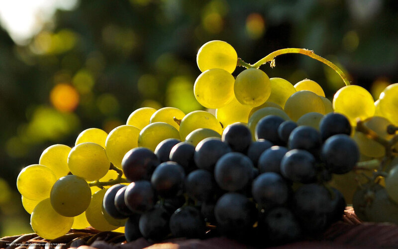 grapes in sunlight