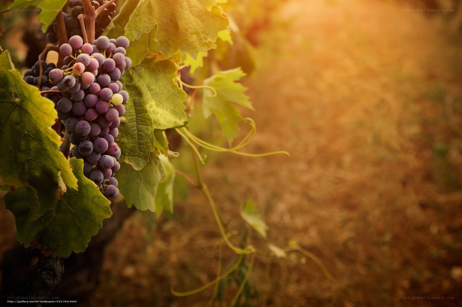 grapes in the sun