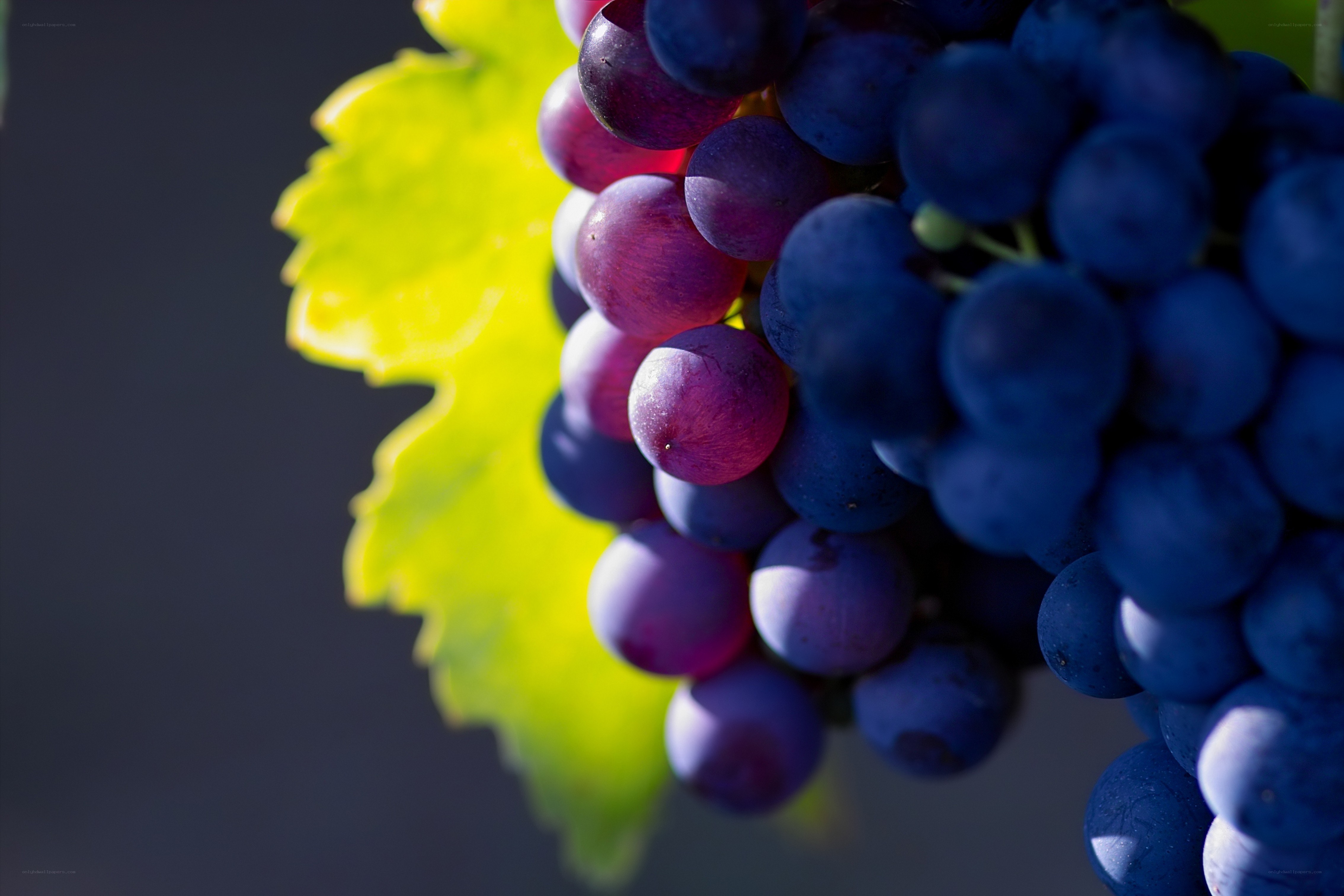 grapes on a vine