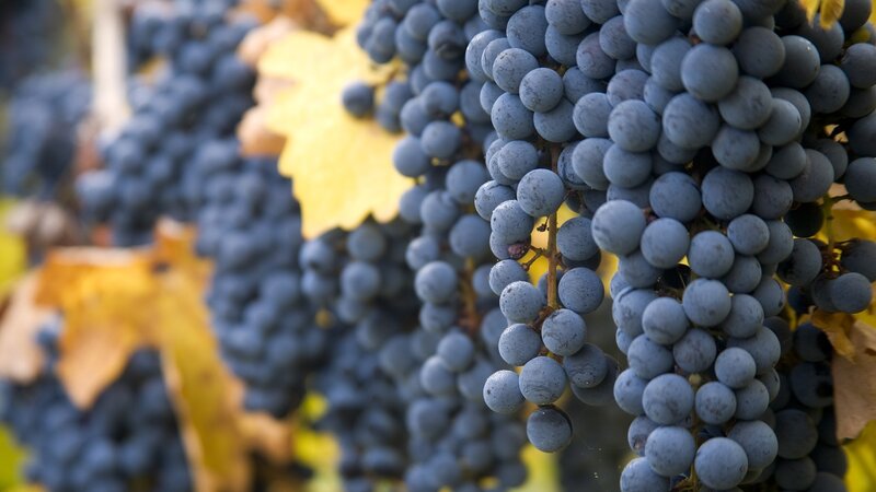 grapes on a vine
