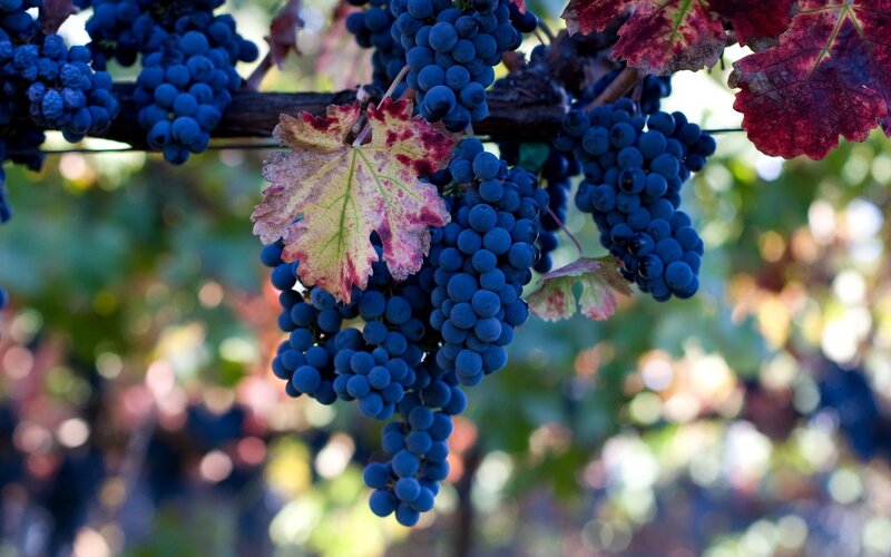 grapes on a vine