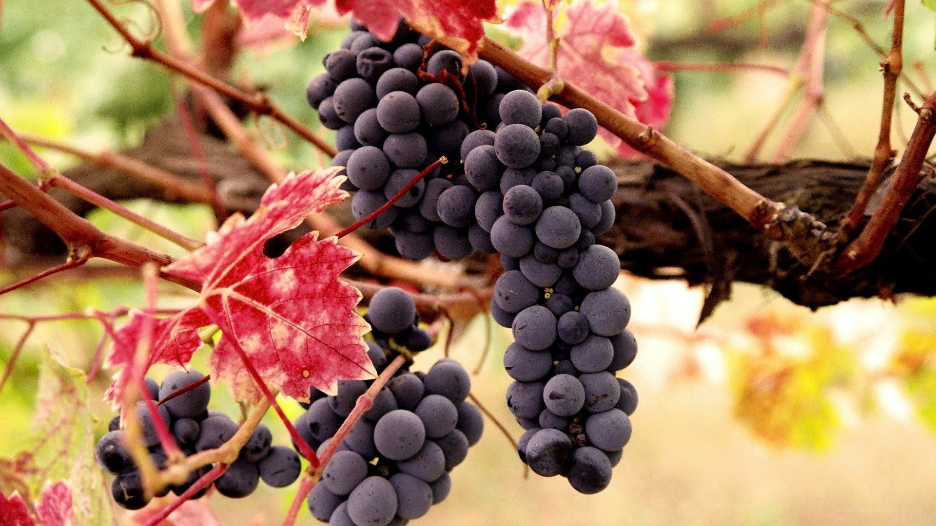 grapes on a vine