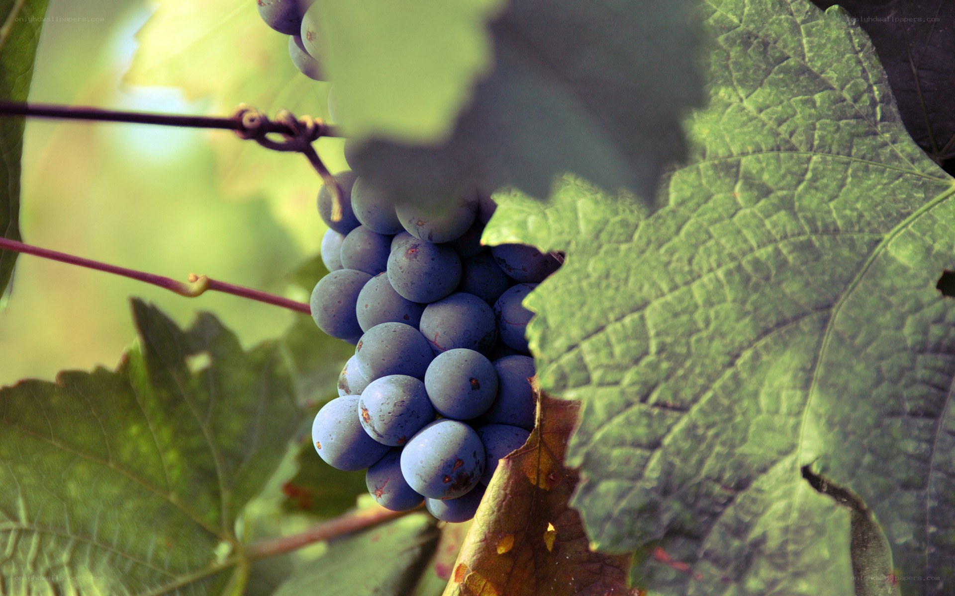 grapes on a vine