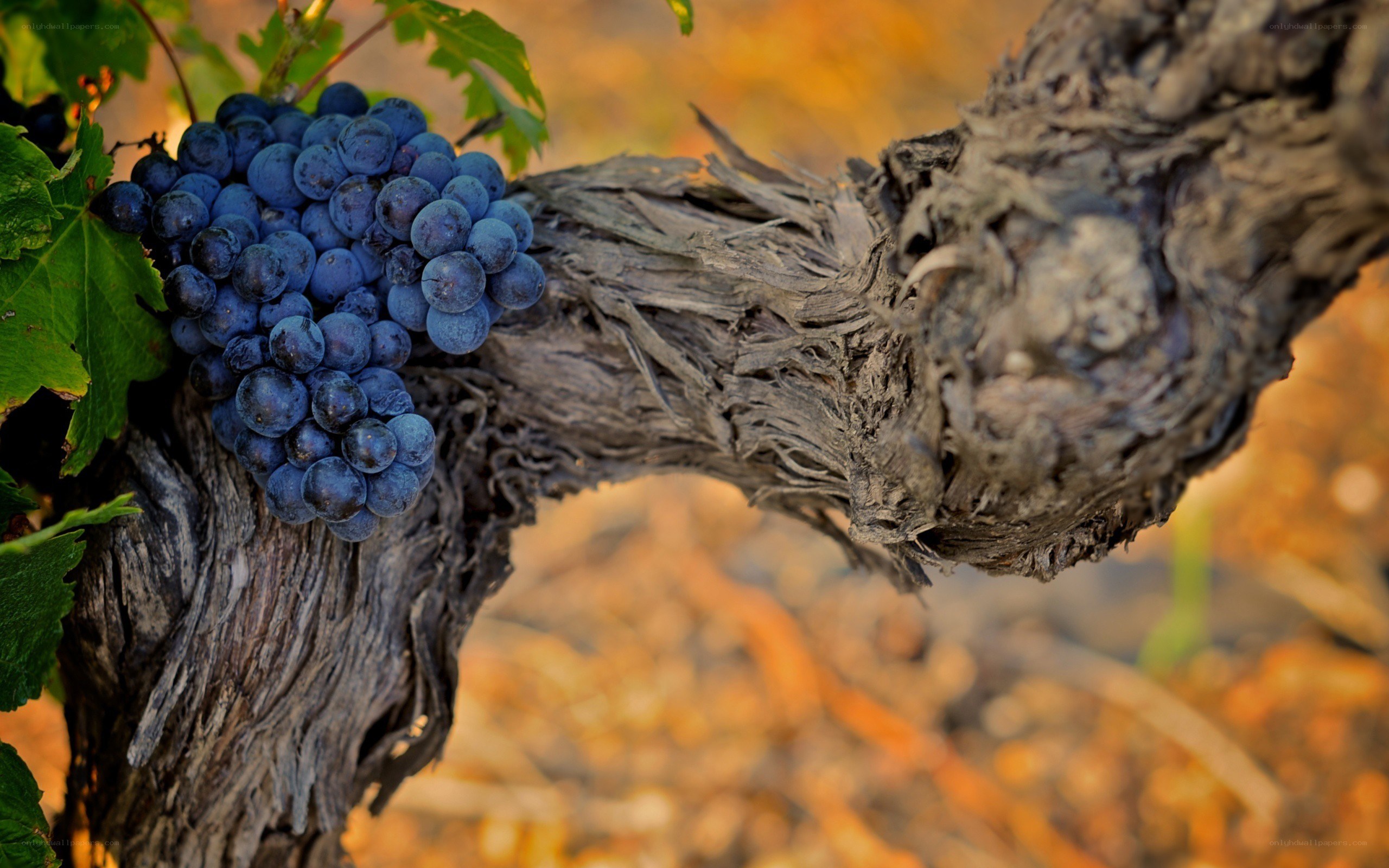 grapes on a vine