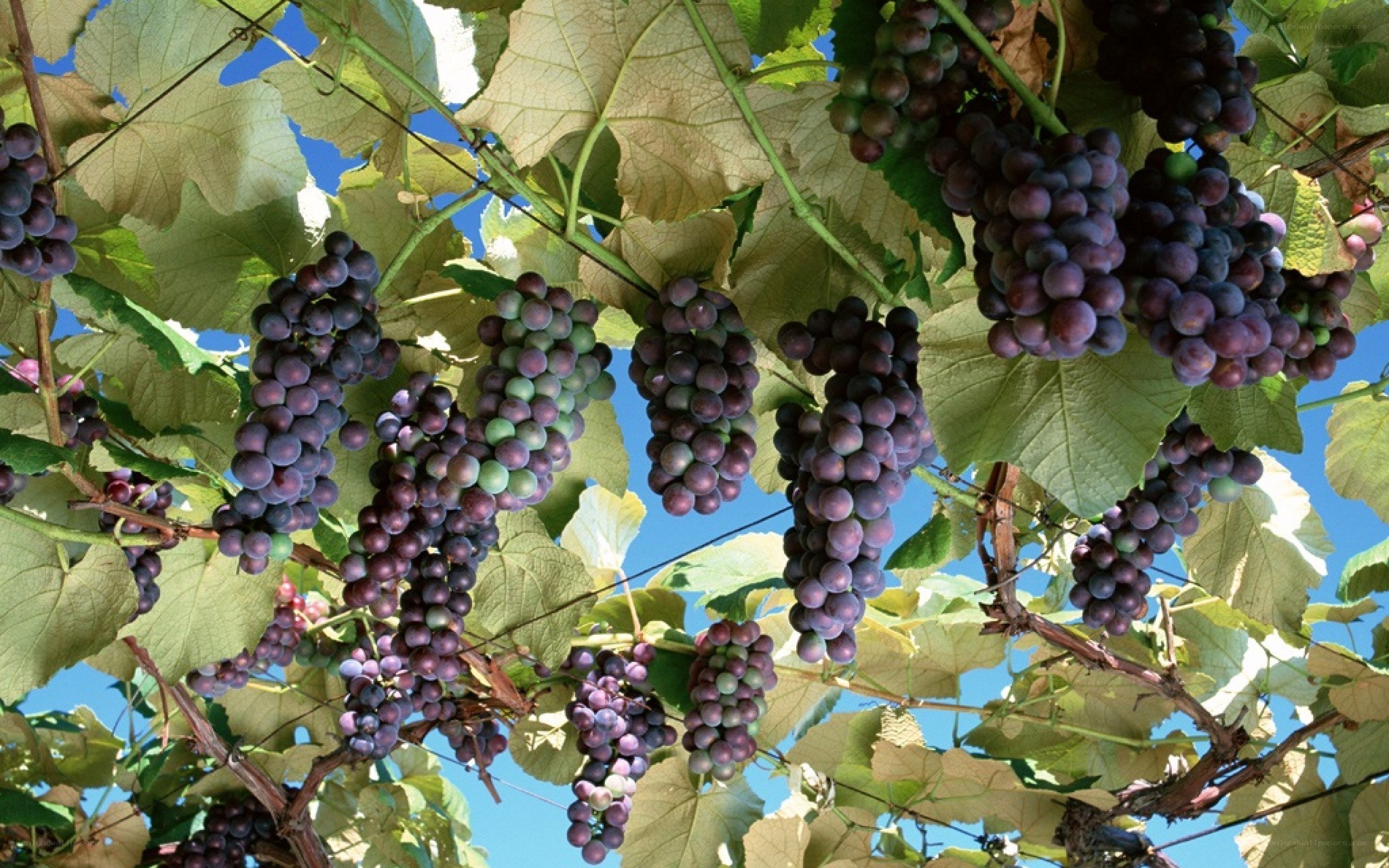 grapes on a vine