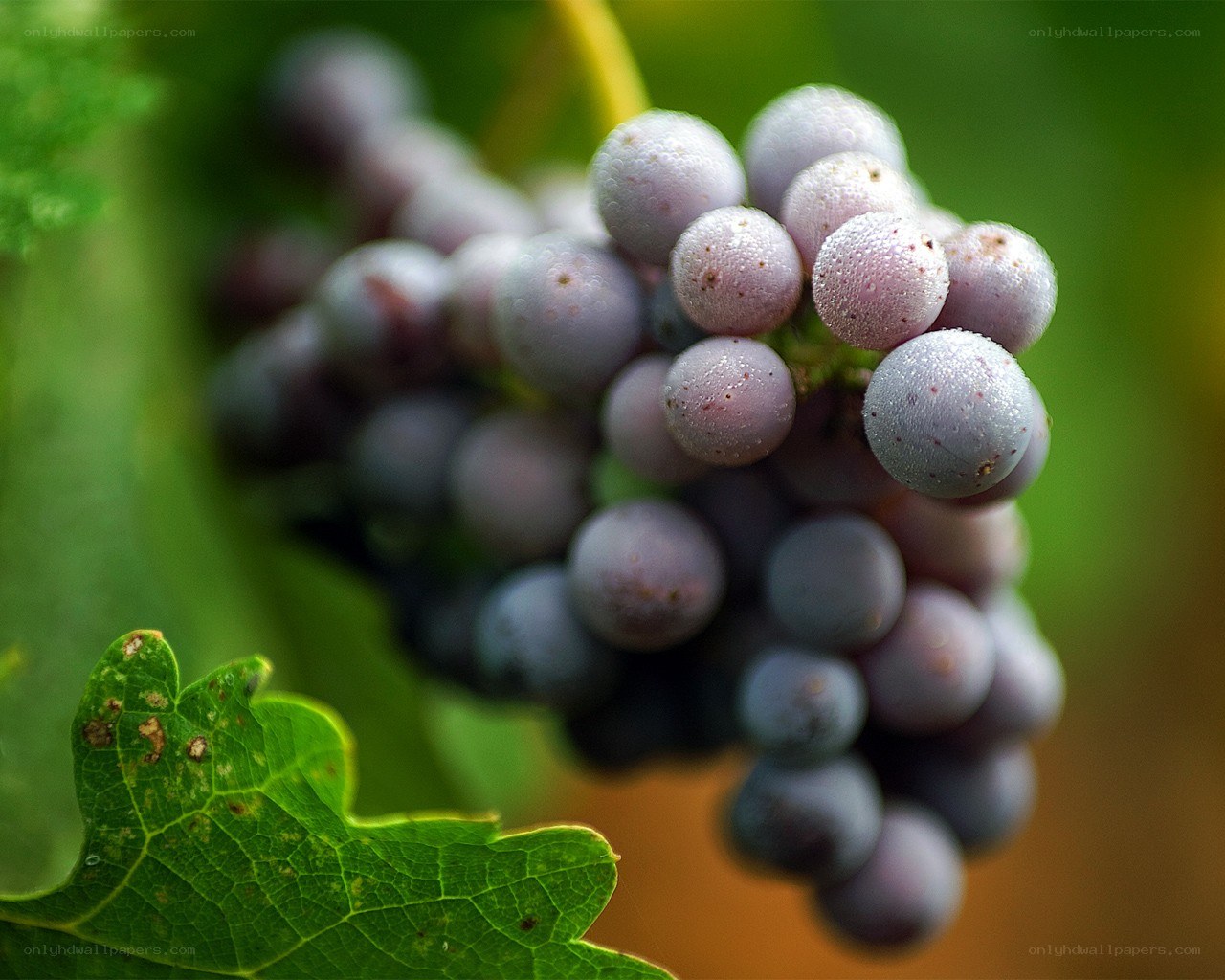 grapes on a vine