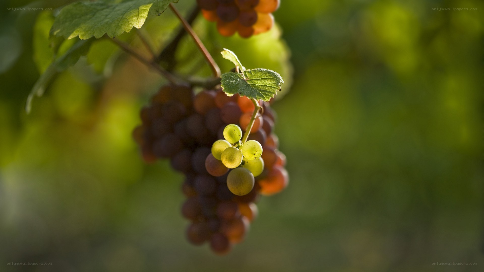 grapes on a vine