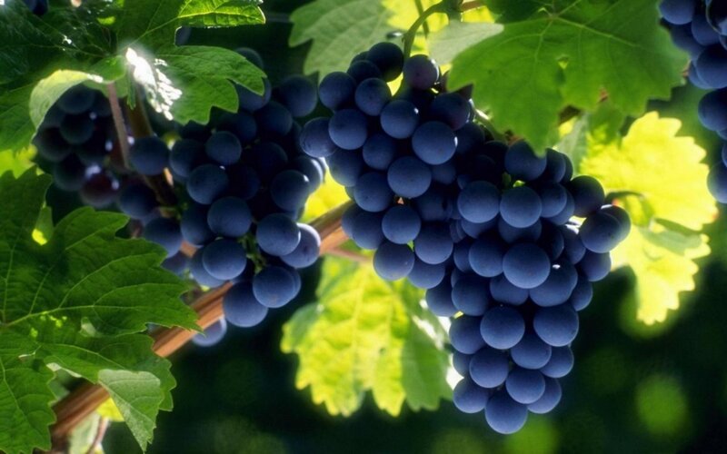grapes on a vine